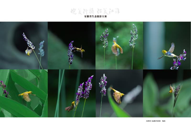 《起舞弄花影》